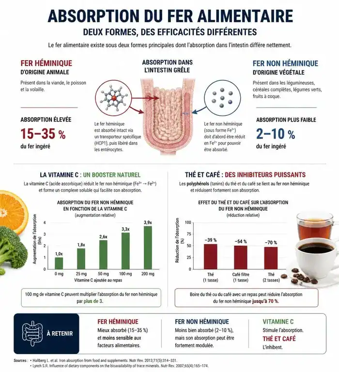 Infographie sur l'absorption des aliments riches en fer et les facteurs favorisant ou inhibant l'assimilation du fer par l'organisme