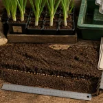 Quand semer les carottes : semis en sillon avec calendrier