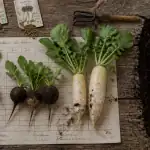 quand semer les radis, variétés et outils sur table de potager