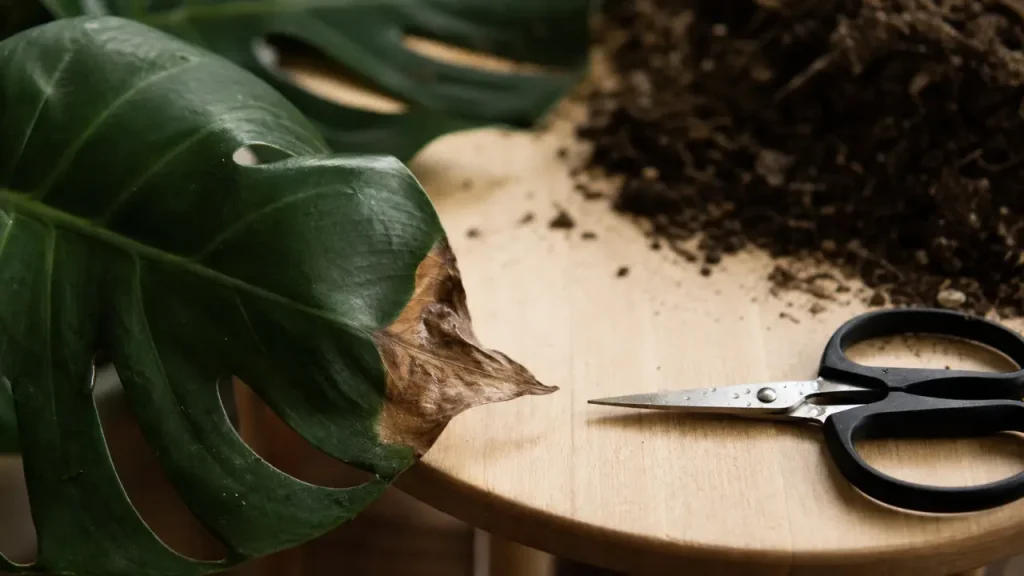 Feuilles marron : couper la pointe sèche, oui, mais sans entamer le vert
