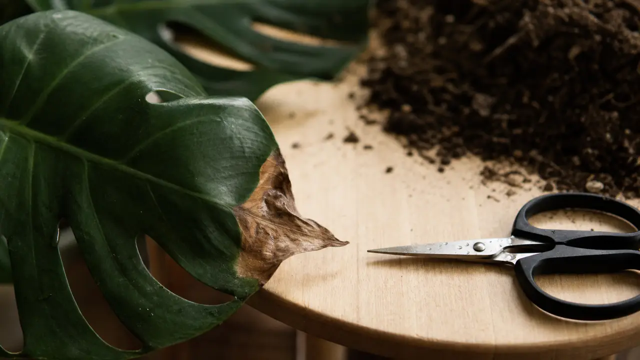 Faut il couper le bout des feuilles marron ? pointe sèche à couper sans entamer le vert