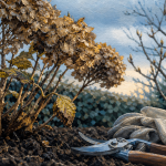 Quand couper hortensia : sécateur près des tiges et bourgeons