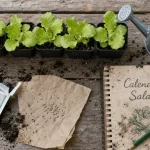 Quand planter des salades : semis et calendrier au potager